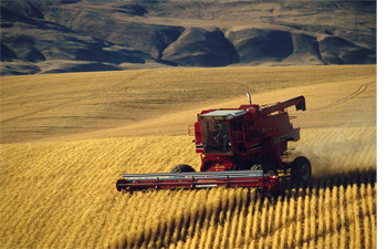 agriculture_cereales_2