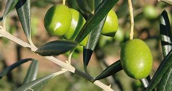 Samir Gani, spécialiste de la filière oléicole  ''L’Algérie peut se positionner en tant que régulateur du marché mondial d'huile d'olive''
