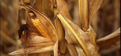 Syngenta booste son offre maïs avec un nouveau label et trois variétés